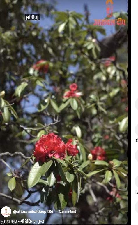 बुरांश फूल – मेडिसिनल फूल