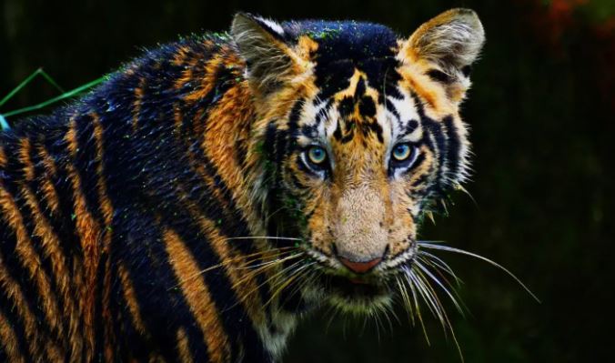 ओडिशा में बनेगी दुनिया की पहली ब्लैक टाइगर सफारी