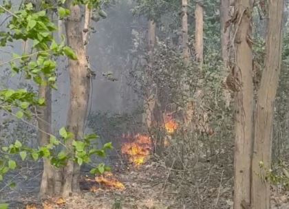 उत्तराखंड के 104 वर्ग किलोमीटर जंगल पर कब्जा