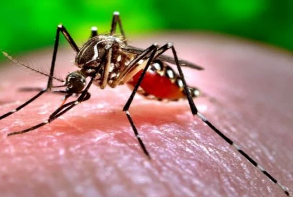 आठ साल में भारत के कई राज्यों में पहुंचा जीका वायरस