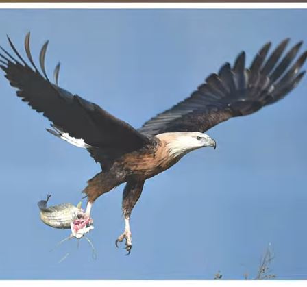 Explore Jim Corbett National Park with Deep Rajwar