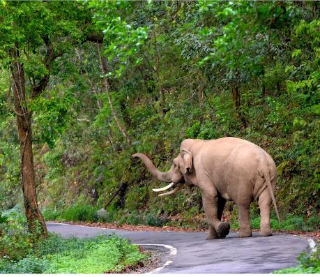 Deep Rajwar       l      Wild Life Photographer     l Jim Corbett