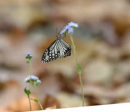 Explore #corbettnationalpark with Deep Rajwar