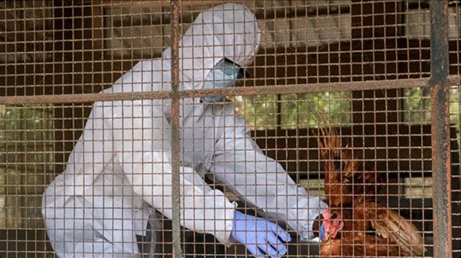 बर्ड फ्लू की दस्तक से घटा कारोबार, अंडे-चिकन की खपत आधी