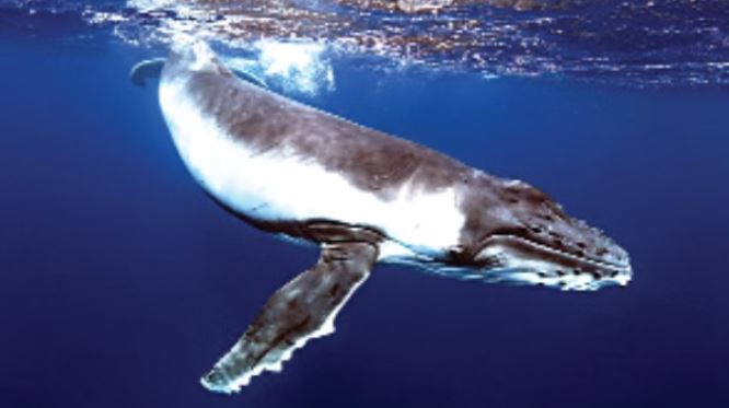 ब्रिटेन में मिला 80 फीट लंबा समुद्री जीव का जीवाश्म, त्रैसिक काल का सबसे खतरनाक शिकारी माना गया ब्रिटेन में मिला 80 फीट लंबा समुद्री जीव का जीवाश्म, त्रैसिक काल का सबसे खतरनाक शिकारी माना गया