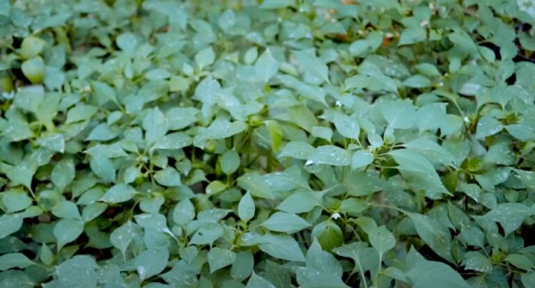 Integrated Farming l उत्तराखंड के किसान l Successful Stories