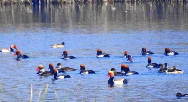 16 अक्तूबर से आसन झील में लौटेंगे साइबेरियन मेहमान, झील में फिर गूंजेगी बोटिंग की रौनक