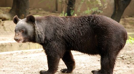 चमोली और रुद्रप्रयाग में भालू की दहशत, तीन लोगों पर हमला; एक की हालत गंभीर