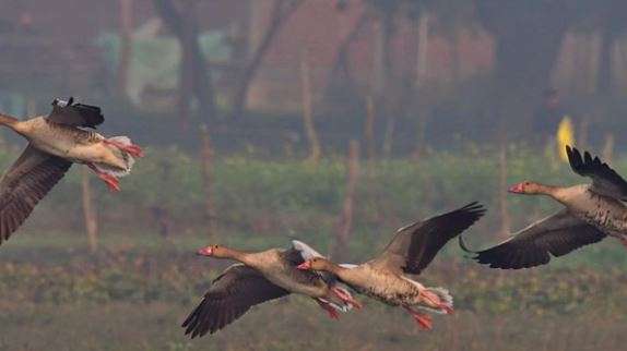 नैनीताल में दर्ज हुई पक्षियों की सर्वाधिक प्रजातियां