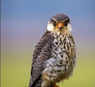 अमूर फाल्कन: छह दिन की निर्बाध उड़ान में भारत से केन्या पहुंचे तीन पक्षी