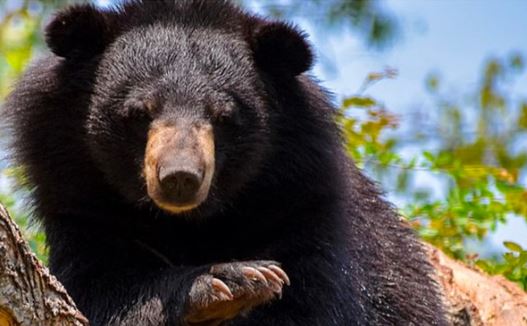 टिहरी में भालू के हमले की चर्चा, सदमे से बुजुर्ग की मौत