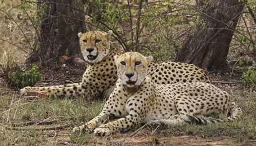 बोत्सवाना से अगले माह आएंगे आठ चीते, भूपेंद्र यादव बोले- भारत अब चीतों का स्वाभाविक घर बन गया