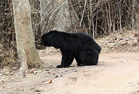 भालू के हमले में घायलों को 10 लाख तक अनुग्रह राशि मिलेगी, वन विभाग शासन को भेजेगा प्रस्ताव