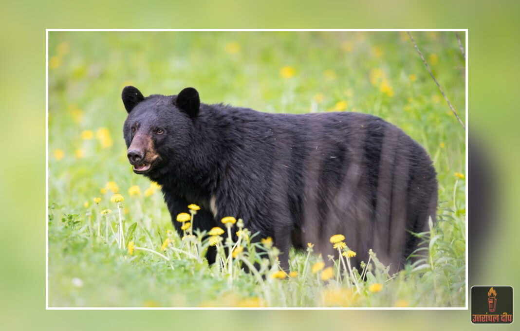 उत्तराखंड: स्कूल परिसर से कक्षा 6 के छात्र को उठा ले गया भालू, इलाके में दहशत