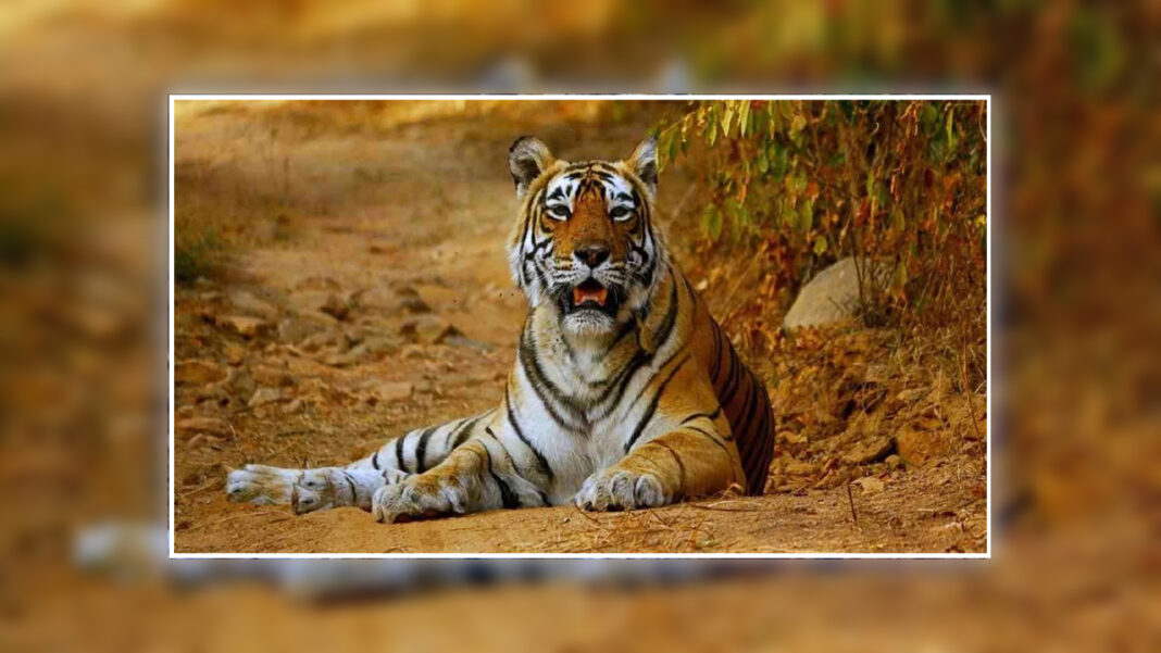 बाघ गणना 2026 का पहला चरण आज से शुरू