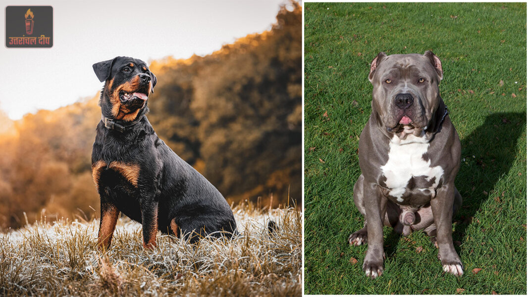 300 वर्ग गज का घर हो तभी पाले पिटबुल-रोटवीलर…लाइसेंस भी होगा अनिवार्य, नियम के उल्लंघन पर होगी FIR