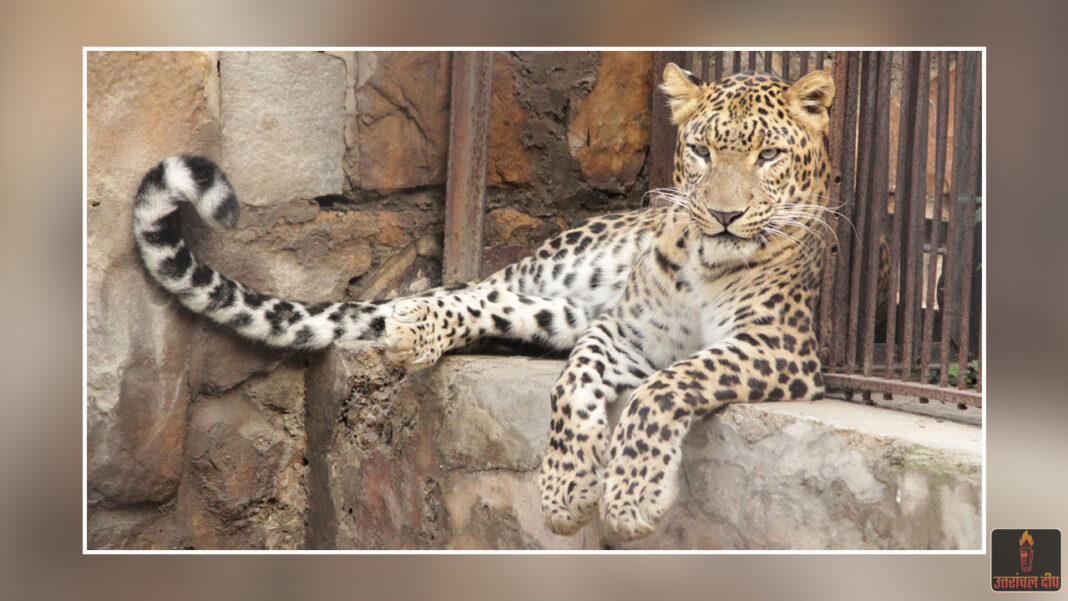 उत्तरकाशी के लिए नए साल का तोहफा: जल्द शुरू होगा जिले का पहला चिड़ियाघर