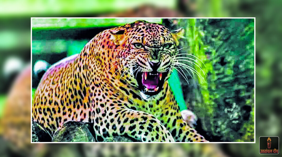 नैनीताल: जंगल में चारा लेने गई महिला पर तेंदुए का हमला