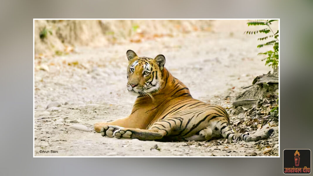 कॉर्बेट पार्क में पर्यटकों की मौज: अब दोगुना होगा वाइल्डलाइफ फोटोग्राफी का रोमांच; नई सुविधाओं और बेहतर व्यू-पॉइंट्स की मिली सौगात