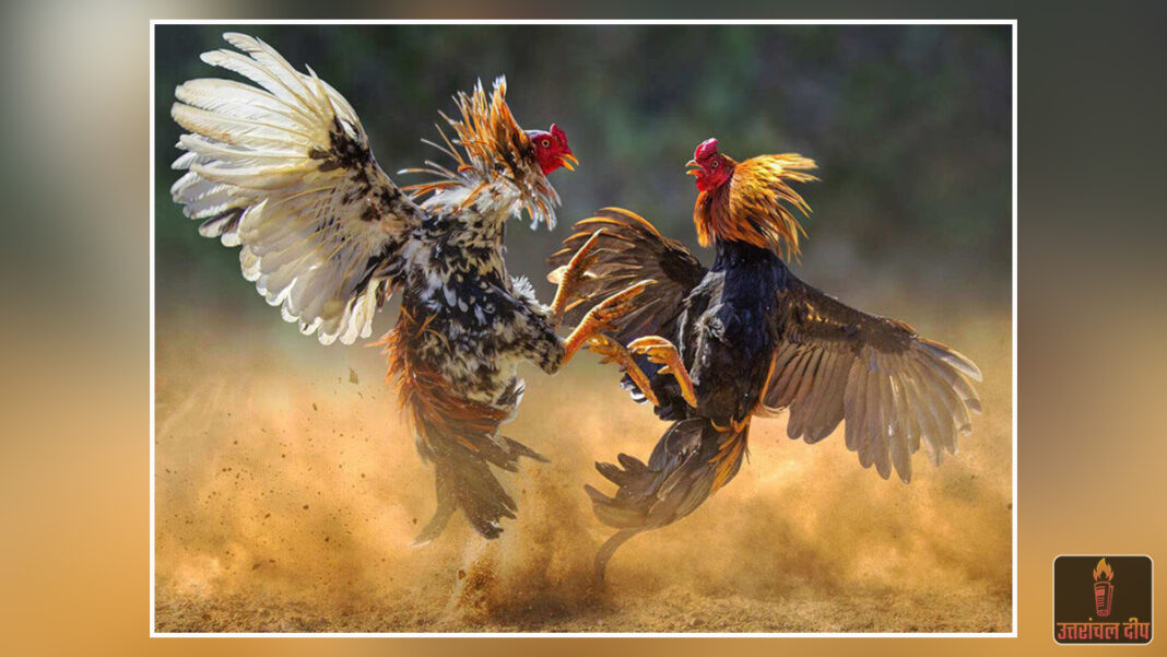 आंध्र प्रदेश: संक्रांति के सट्टे में चमकी किस्मत; मुर्गा लड़ाई में शख्स ने जीते 1.53 करोड़ रुपये, रातों-रात बना करोड़पति