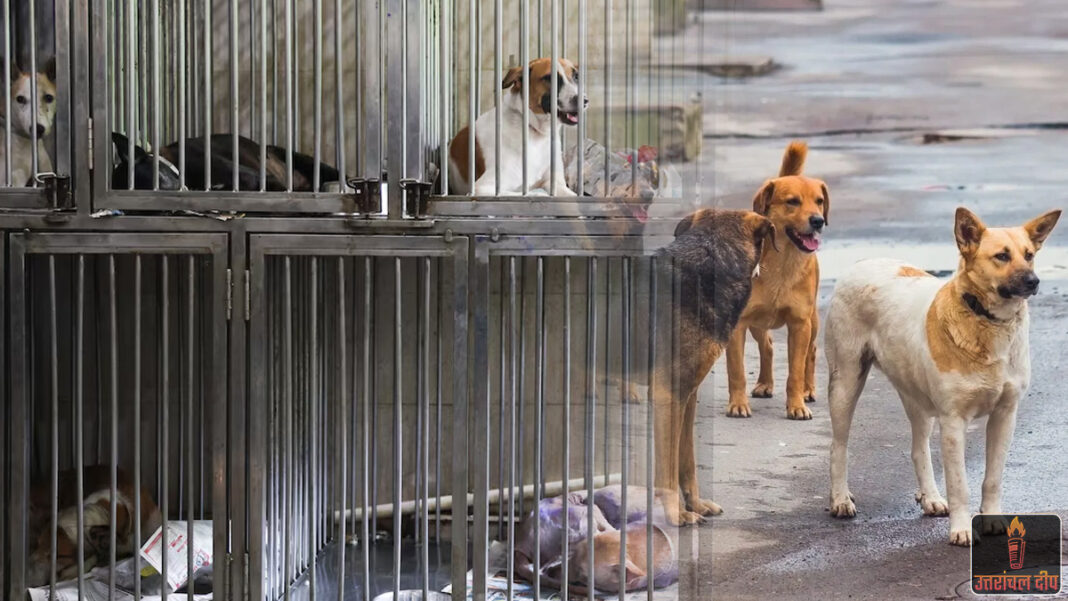 हल्द्वानी में आवारा कुत्तों के आतंक पर लगाम: ₹1 करोड़ की लागत से बनेगा आधुनिक ‘डॉग शेल्टर’; 200 कुत्तों के रहने और इलाज की होगी विश्वस्तरीय व्यवस्था