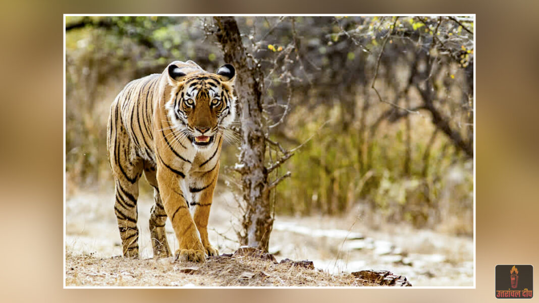 जंगल में खौफ का तांडव: आग जलाकर बैठे युवक को घसीट ले गया बाघ; सर्च ऑपरेशन में मिला केवल सिर और शरीर के कुछ अवशेष