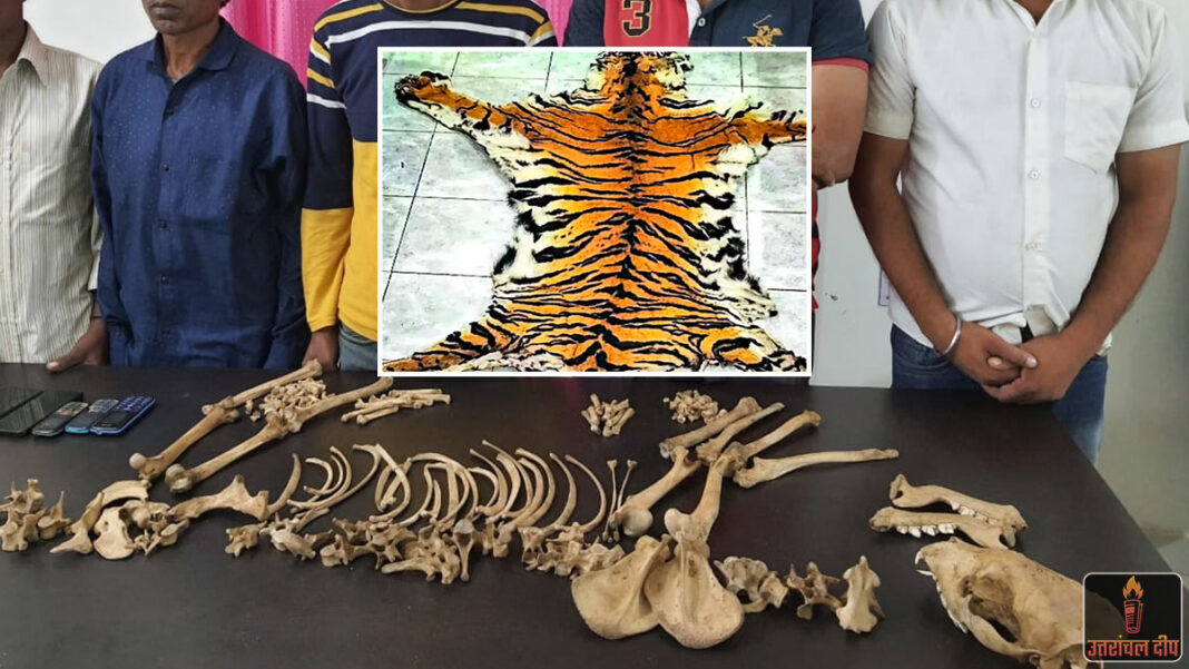 वन विभाग और एसटीएफ का बड़ा एक्शन: गुलदार की खालें और भारी मात्रा में हड्डियां बरामद, अंतरराष्ट्रीय तस्करी गिरोह का पर्दाफाश