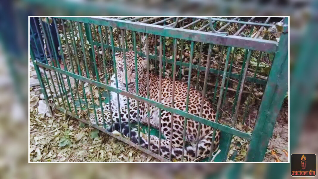 रानीधारा में आतंक का पर्याय बना गुलदार आखिरकार पिंजरे में कैद, ग्रामीणों ने ली राहत की सांस