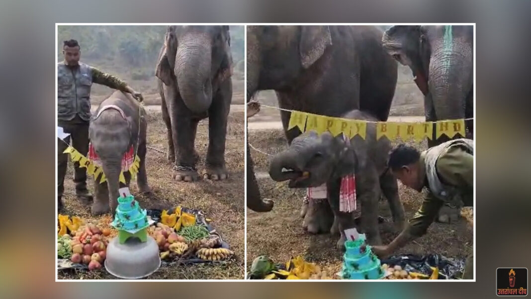 नन्हें हाथी ‘मोमो’ का शाही जन्मदिन: केक, फल और ढेर सारे तोहफे; केयरटेकर का प्यार देख भावुक हुए सोशल मीडिया यूजर्स