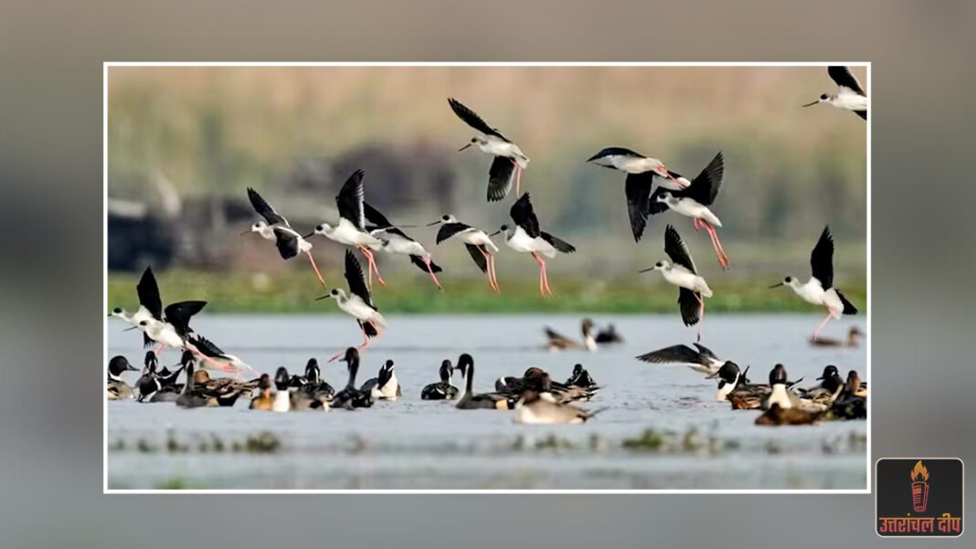 संकट में मेहमान परिंदे: बर्फबारी की कमी ने रोका विदेशी पक्षियों का रास्ता; गड़बड़ाया माइग्रेशन चक्र, जलाशयों से चहचहाहट गायब