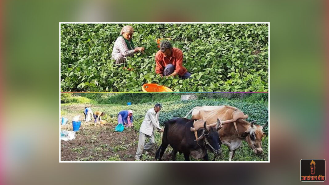 उत्तराखंड के किसानों के लिए जापानी सौगात: जायका (JICA) के मेगा प्लान से चमकेगी 4000 किसानों की किस्मत; चार जिलों में शुरू होगा विशेष प्रोजेक्ट