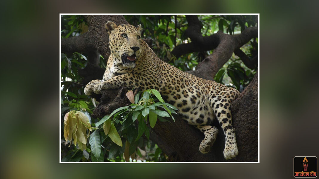 पहाड़ में तेंदुए का खौफ: चारा लेने जंगल गई बुजुर्ग महिला लापता, इलाके में हड़कंप