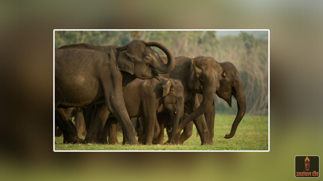 उत्तराखंड: हाथी सुरक्षा दीवार निर्माण अधर में, 1960 से पुराने राजस्व रिकॉर्ड लापता; एनजीटी में वन विभाग का हलफनामा उत्तराखंड: हाथी सुरक्षा दीवार निर्माण अधर में, 1960 से पुराने राजस्व रिकॉर्ड लापता; एनजीटी में वन विभाग का हलफनामा