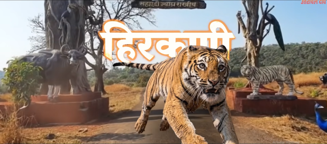 Operation TARA: Tigers Making Comeback l सह्याद्रि टाइगर रिज़र्व में बाघिन ‘हिरकणी’ Operation TARA: Tigers Making Comeback l सह्याद्रि टाइगर रिज़र्व में बाघिन ‘हिरकणी’