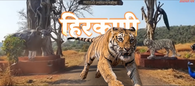 Operation TARA: Tigers Making Comeback l सह्याद्रि टाइगर रिज़र्व में बाघिन ‘हिरकणी’