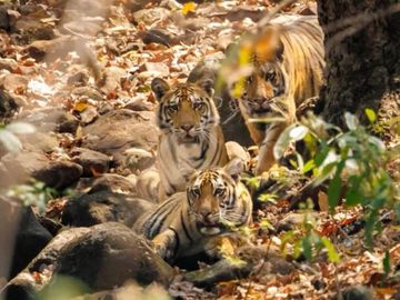 कैनाइन डिस्टेंपर वायरस का बढ़ा खतरा, तीन राज्यों में हाई अलर्ट कैनाइन डिस्टेंपर वायरस का बढ़ा खतरा, तीन राज्यों में हाई अलर्ट