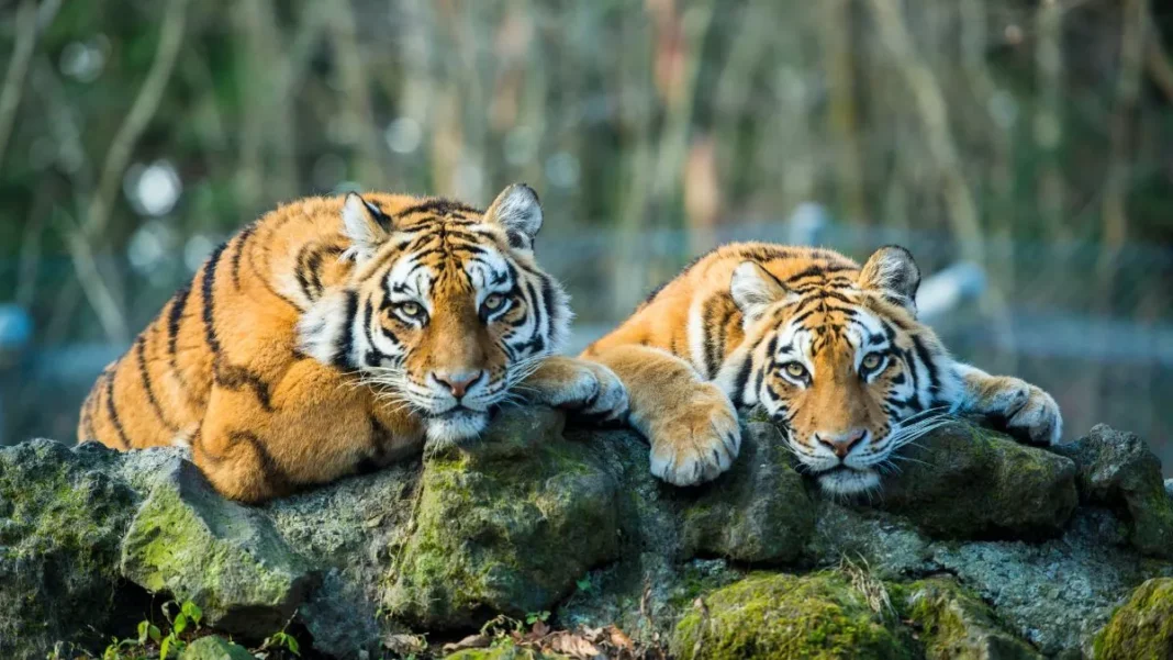उत्तराखंड के जंगलों में बाघ और तेंदुए सुरक्षित नहीं, तीन साल में 345 की मौत उत्तराखंड के जंगलों में बाघ और तेंदुए सुरक्षित नहीं, तीन साल में 345 की मौत