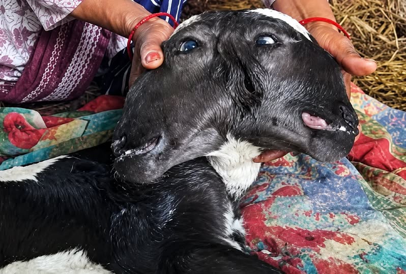 उत्तराखंड में कुदरत का अनोखा करिश्मा: हल्द्वानी में जन्मी दो मुंह, चार आंखें और तीन कान वाली बछिया उत्तराखंड में कुदरत का अनोखा करिश्मा: हल्द्वानी में जन्मी दो मुंह, चार आंखें और तीन कान वाली बछिया