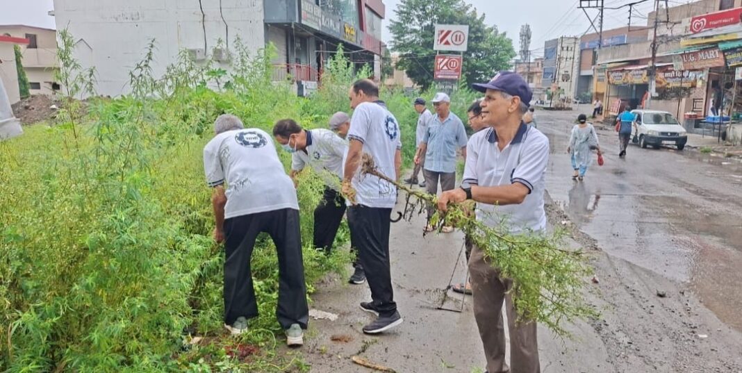 गाजर घास उन्मूलन अभियान चलाया गया लोगों को किया जागरूक गाजर घास उन्मूलन अभियान चलाया गया लोगों को किया जागरूक