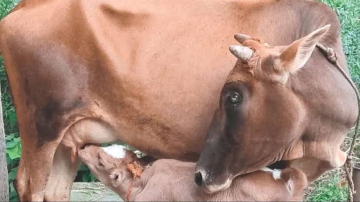 भराड़ीसैंण में 30 करोड़ की लागत से बद्री गाय संरक्षण परियोजना, नस्ल सुधार पर रहेगा जोर भराड़ीसैंण में 30 करोड़ की लागत से बद्री गाय संरक्षण परियोजना, नस्ल सुधार पर रहेगा जोर
