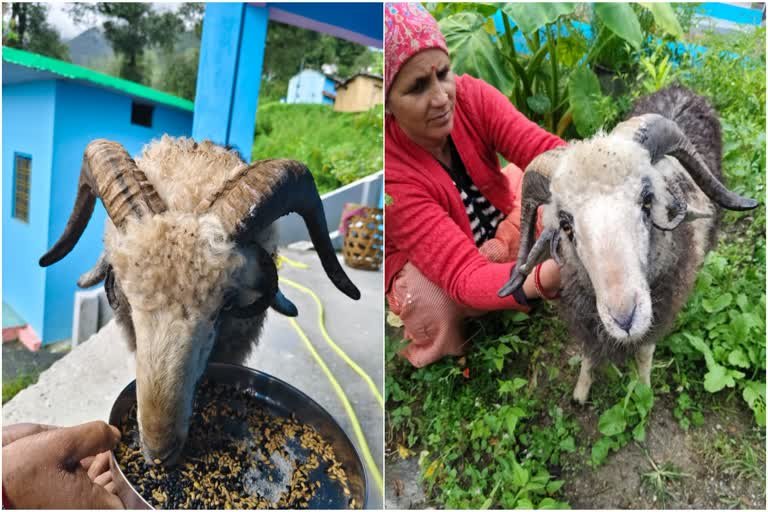 12 साल बाद नंदा देवी की बड़ी जात, सुंग गांव का चौसिंग्या खाडू बनेगा मां नंदा का मार्गदर्शक 12 साल बाद नंदा देवी की बड़ी जात, सुंग गांव का चौसिंग्या खाडू बनेगा मां नंदा का मार्गदर्शक