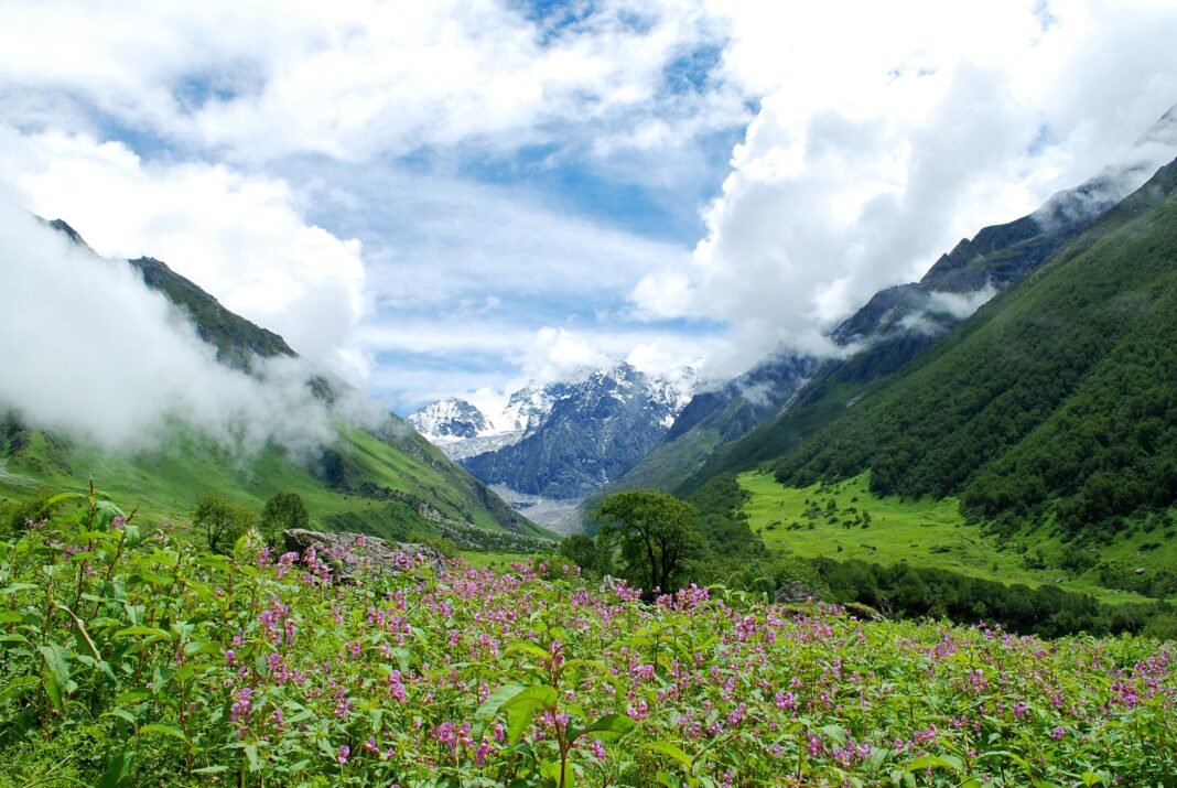हिमालय में मिलीं 5,409 उपयोगी वनस्पति और फफूंद प्रजातियां, औषधीय पौधों की संख्या सबसे अधिक हिमालय में मिलीं 5,409 उपयोगी वनस्पति और फफूंद प्रजातियां, औषधीय पौधों की संख्या सबसे अधिक